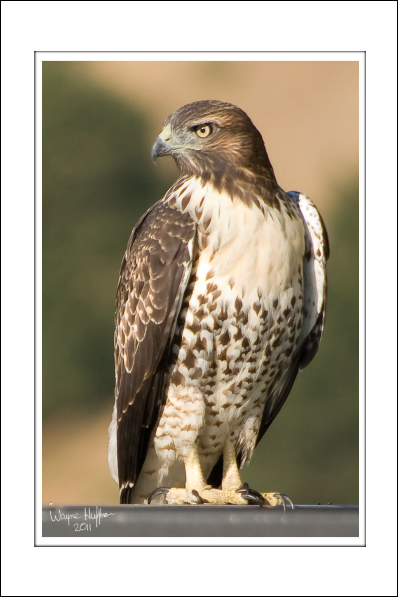 wayne's red tailed hawk picture
