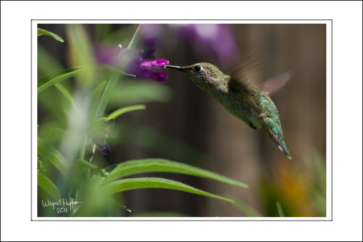 Wayne's hummingbird
