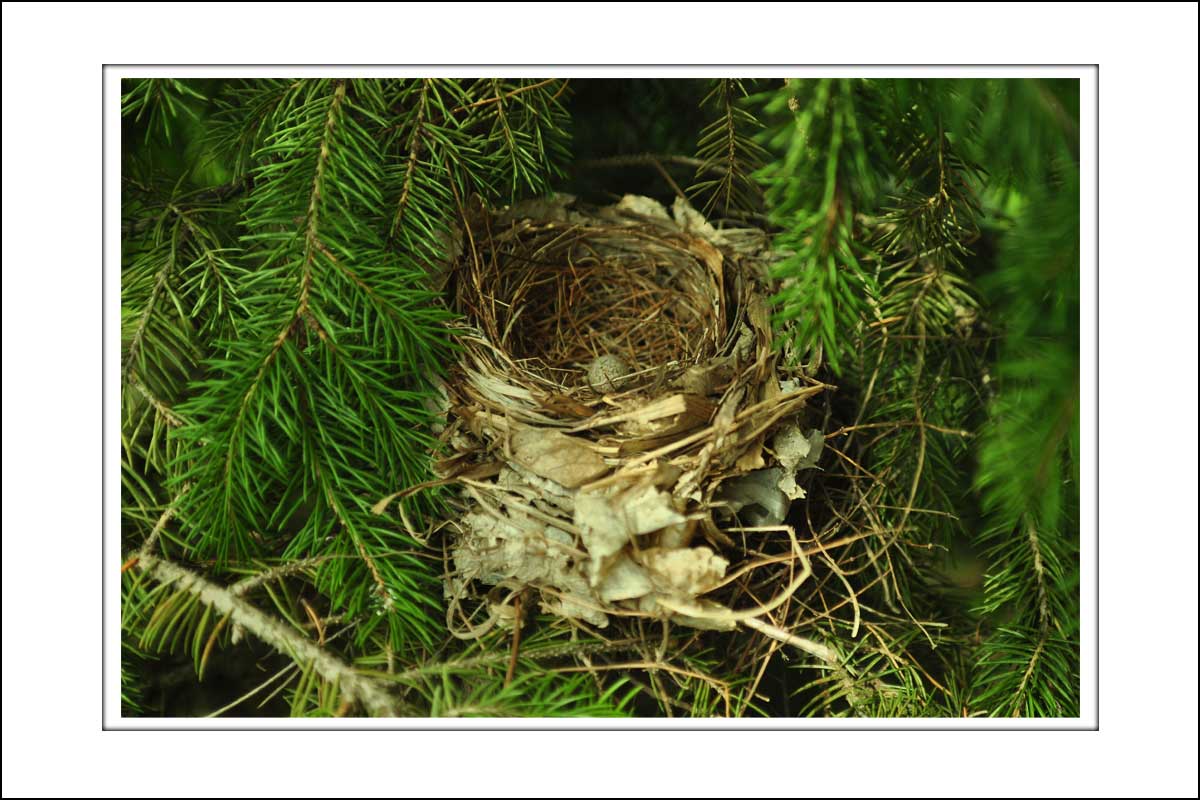 Rich's bird's nest