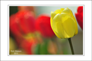 Rich's tulips